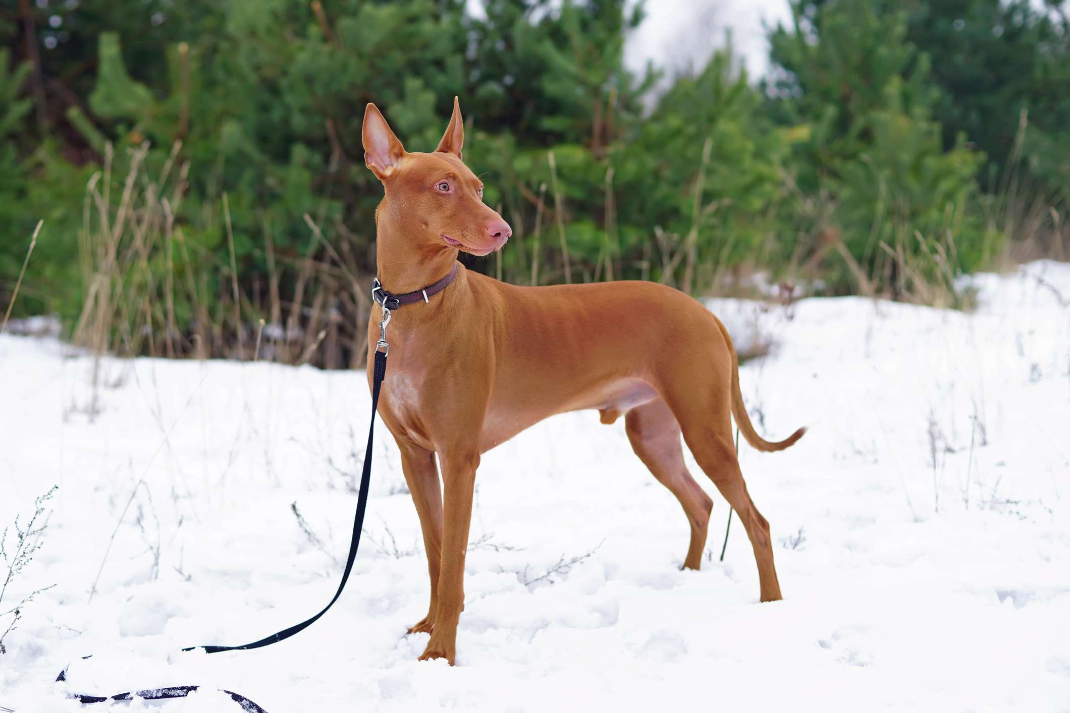 黑色颈圈和皮带的埃及法老猎犬高高地站在雪地里＂width=