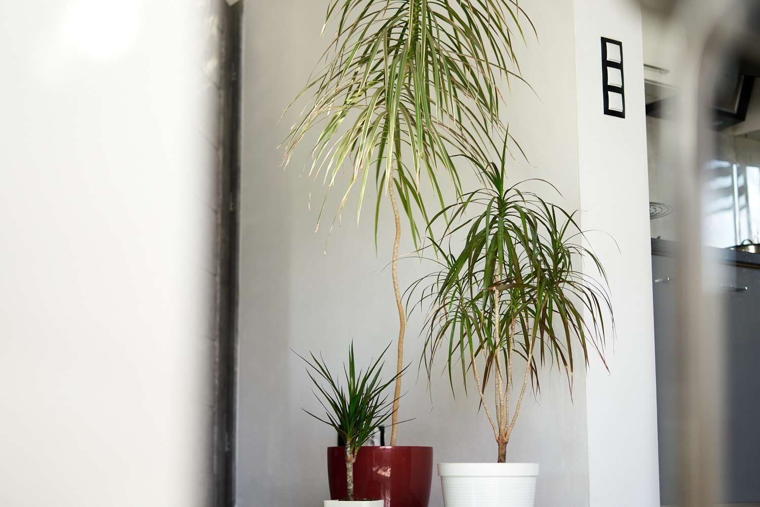 在白色墙壁的房子里，大的龙血树和小版本的植物在一起＂width=