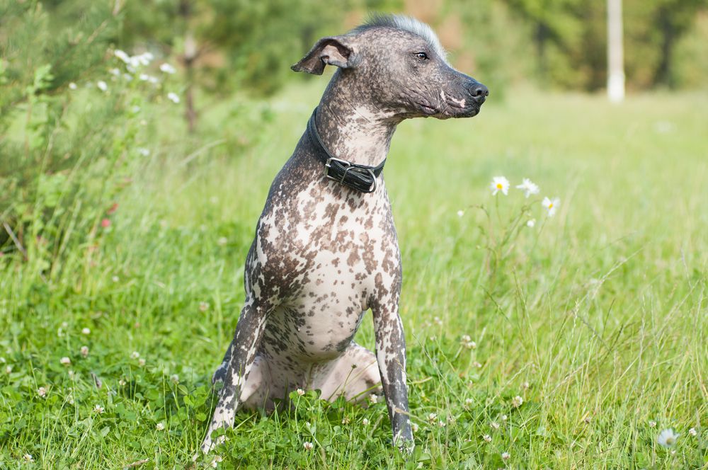 Xoloitzcuintli想,坐在一个绿色的草坪