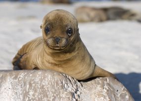 海狮幼崽