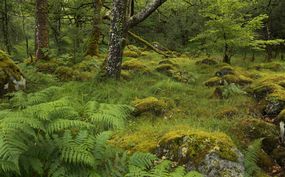 凯尔特人的雨林在夏天,阿盖尔郡,苏格兰