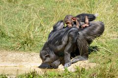 黑猩猩和她的孩子在背上