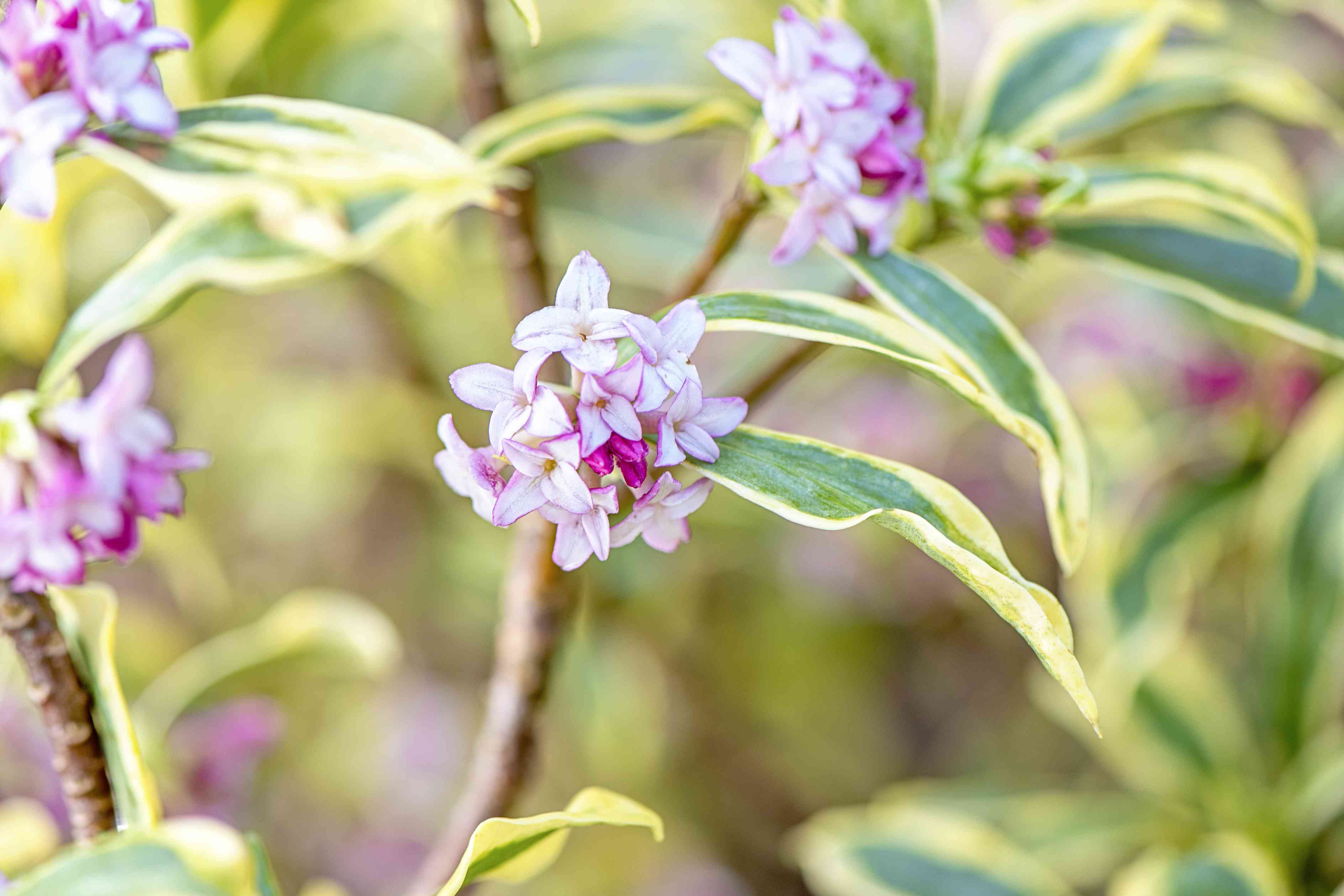 美丽的粉红色,香味春天的花朵达芙妮Odora Mae-Jima灌木