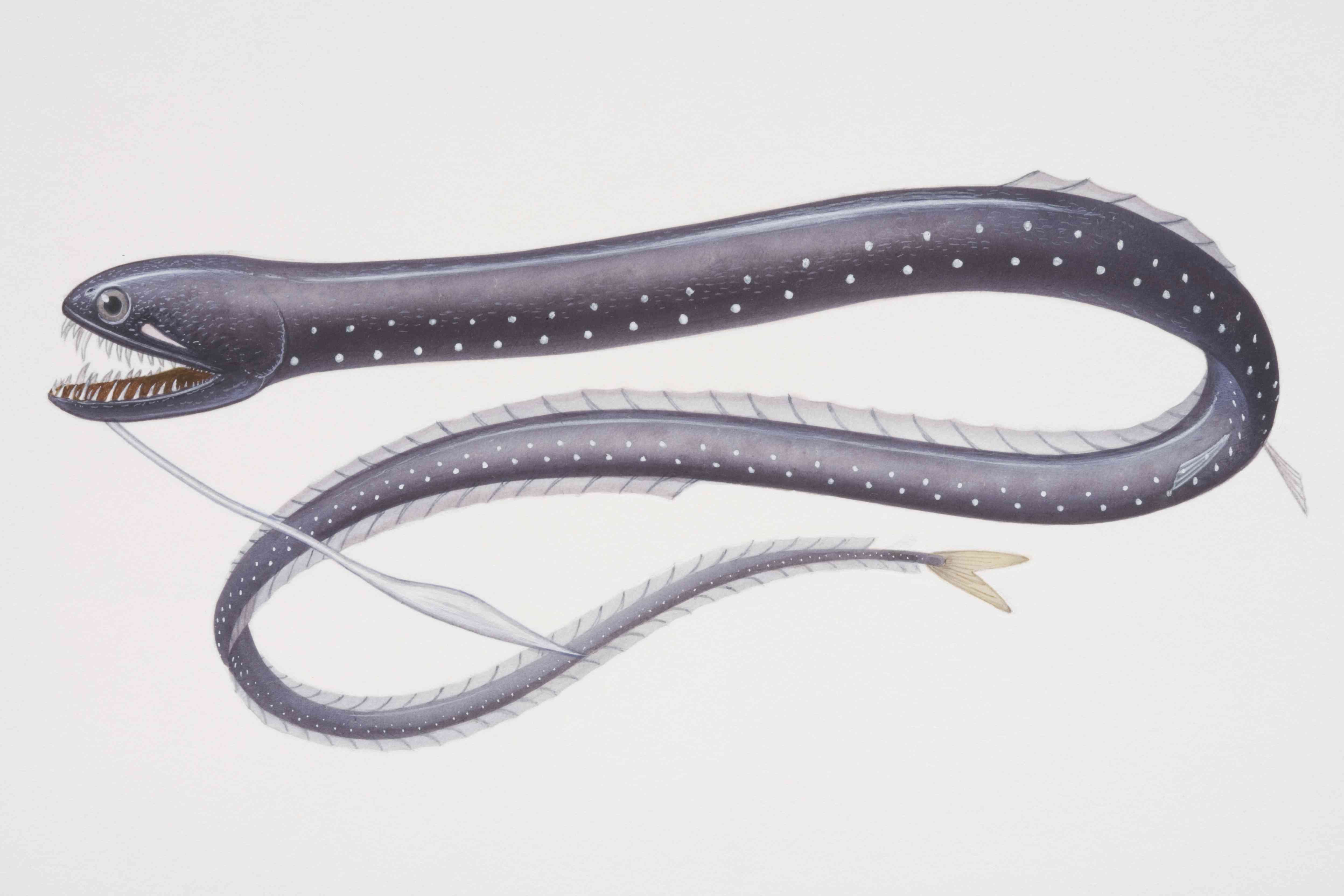 说明侧面黑色的海蛾鱼(Idiacanthus antrostomus),深水海洋鱼和一条蛇的身体,大牙齿和下颚的触须。”width=
