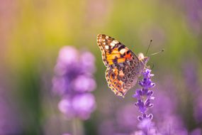 一只美丽的蝴蝶的夏天自然看法有五颜六色的草甸的。