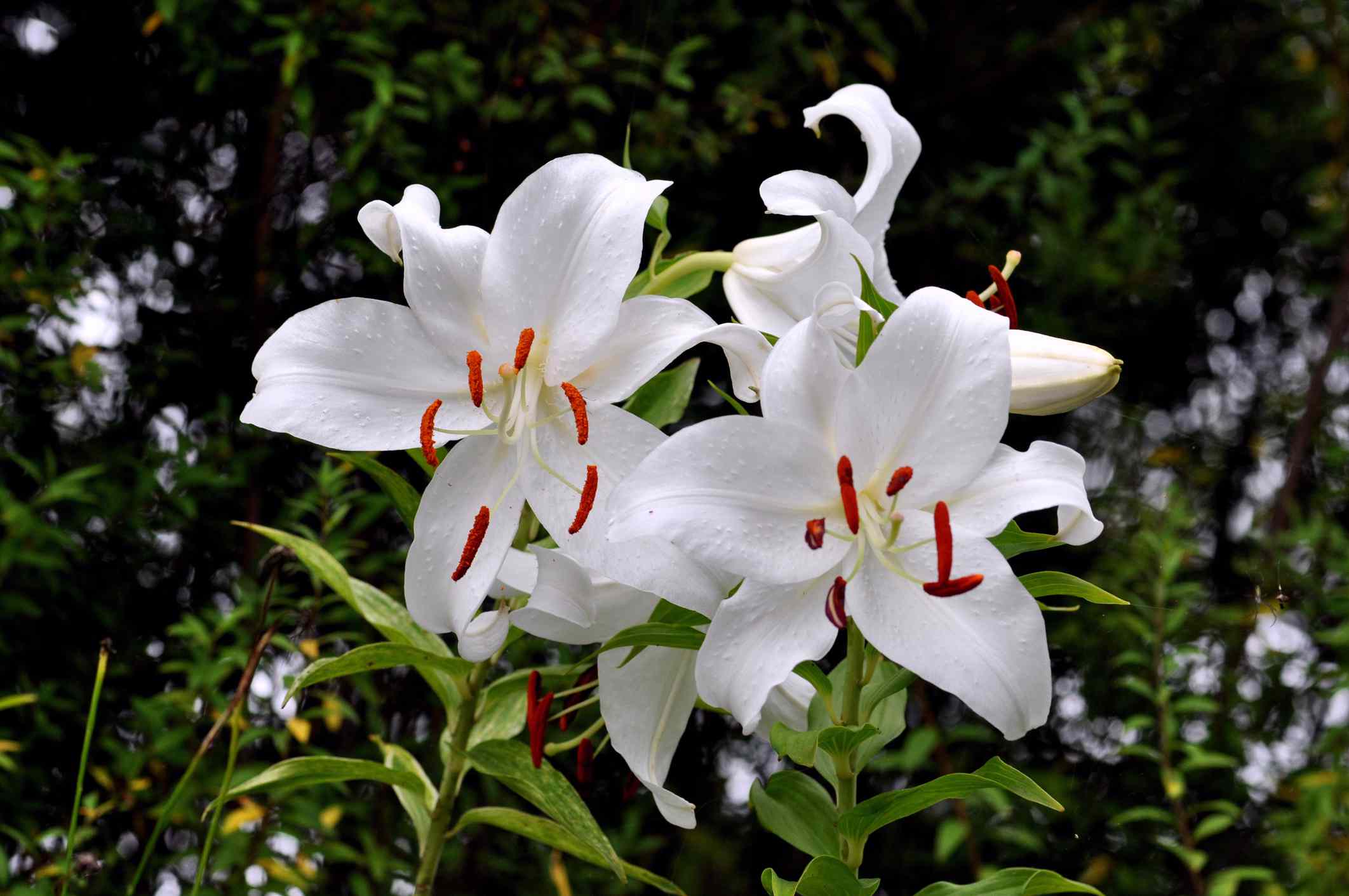 白花瓣红茎的卡萨布兰卡百合