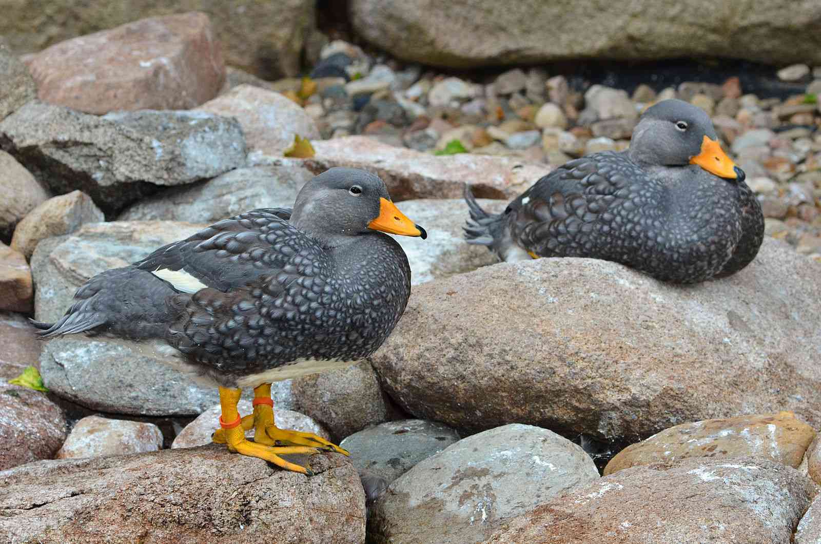 两只长着橙色喙的灰色火海鸭