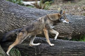 据信野生红狼仅存20只。