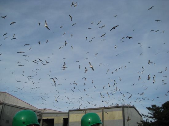 海鸥从垃圾处理设施上空飞过，人们戴着绿色头盔。