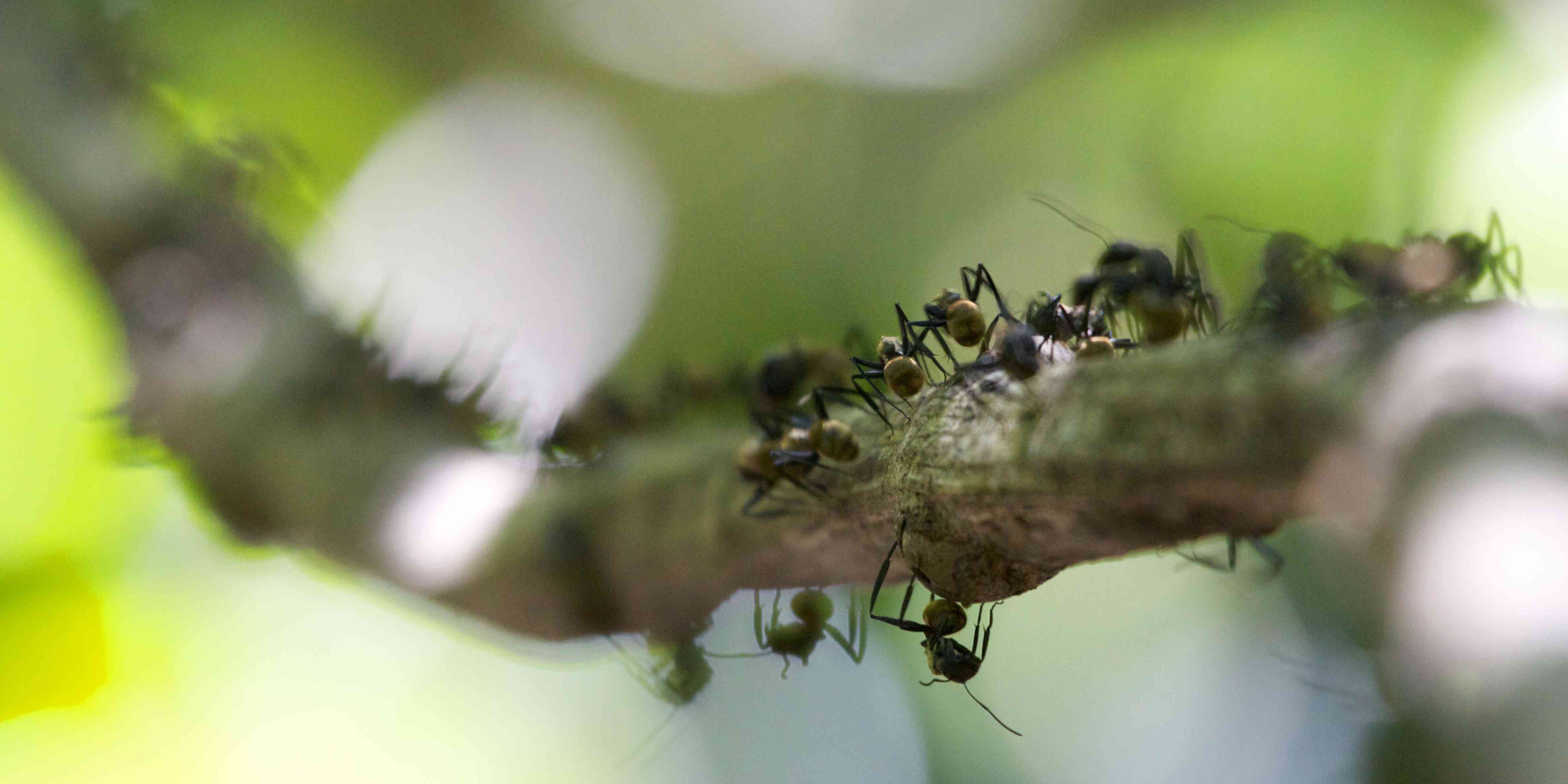 哥斯达黎加树枝上的蚂蚁