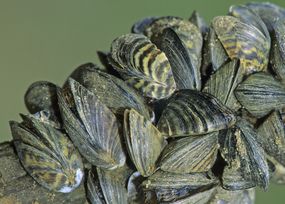 Zebra Mussel Colony（Dreissena Polymorpha）“width=