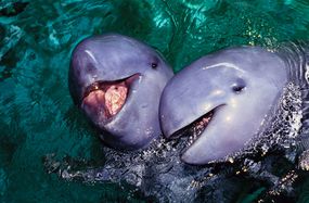 两个灰色的irawaddy海豚从水中戳出头“width=