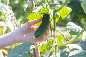 woman's hand reaches for fresh cucumber ripe on the vine