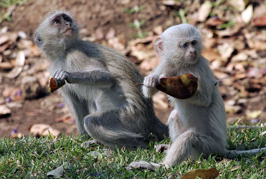 一只白化猴子和另一只猴子坐在一起吃东西。＂width=