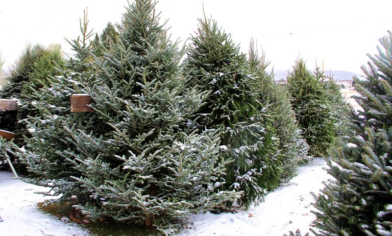 弗雷泽冷杉圣诞树要在雪地里出售。“class=
