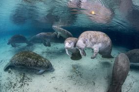 佛罗里达海牛聚集在水晶河国家野生动物保护区