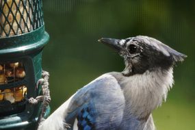 蓝色松鸦在喂食器上栖息的特写