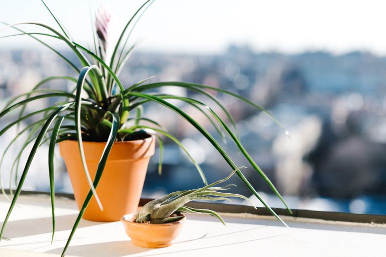 冬天，室内植物生长在阳光明媚的窗台上
