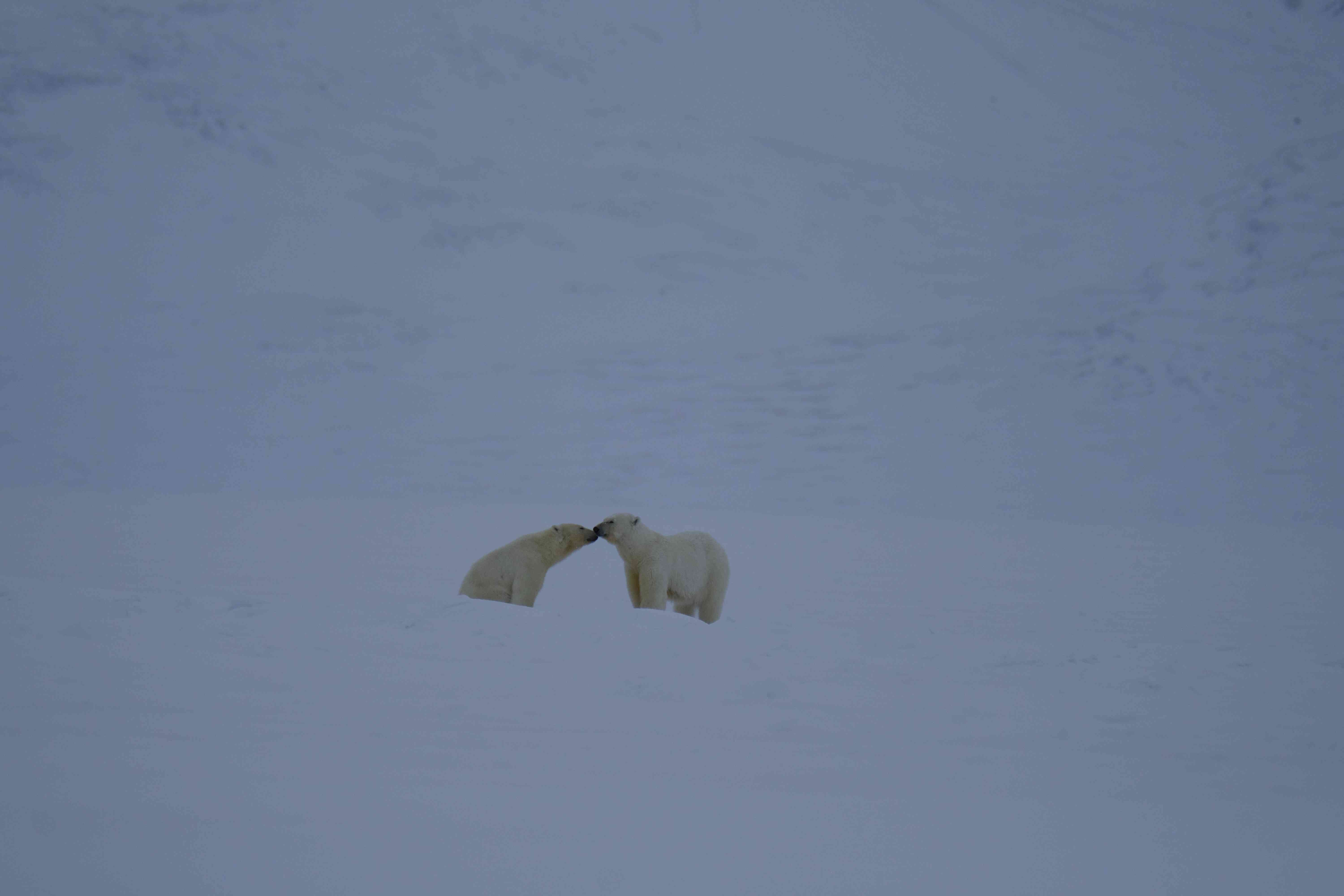 去年冬天，他们近距离看到了50多只北极熊。