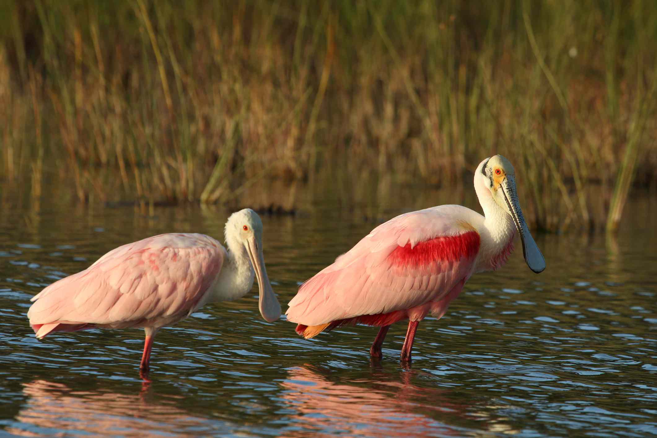 佛罗里达州大沼泽地国家公园里，一对粉红粉红琵鹭在水里涉水