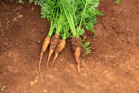 刚收获的胡萝卜从地里拔出来，连上茎＂width=