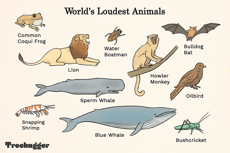 世界上声音最大的动物包括狮子、猴子和青蛙”class=