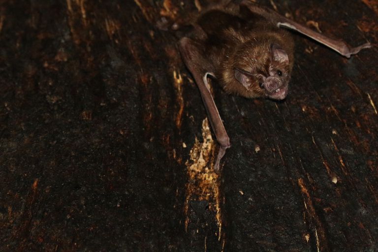 吸血蝙蝠就像一项研究中观察蝙蝠关系的蝙蝠一样。