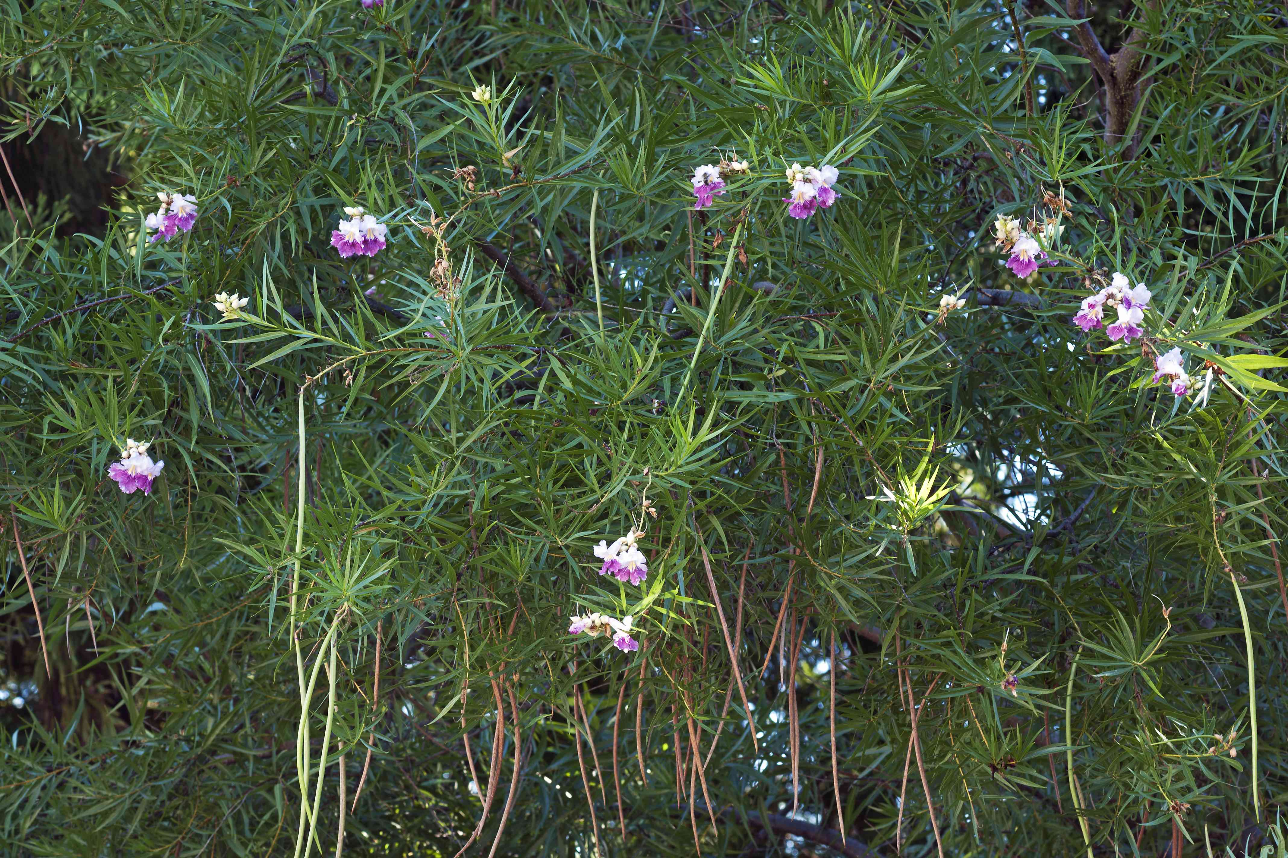 沙漠柳(Chilopsis linearis)