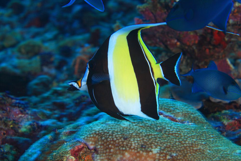 一个黑、白、黄三色的摩尔人偶像在珊瑚礁上游泳
