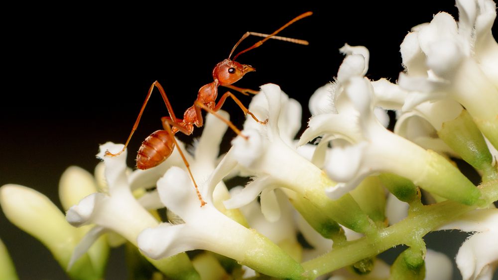 白花上的蚂蚁