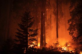 加州的森林大火正在消耗碳信用额度＂width=