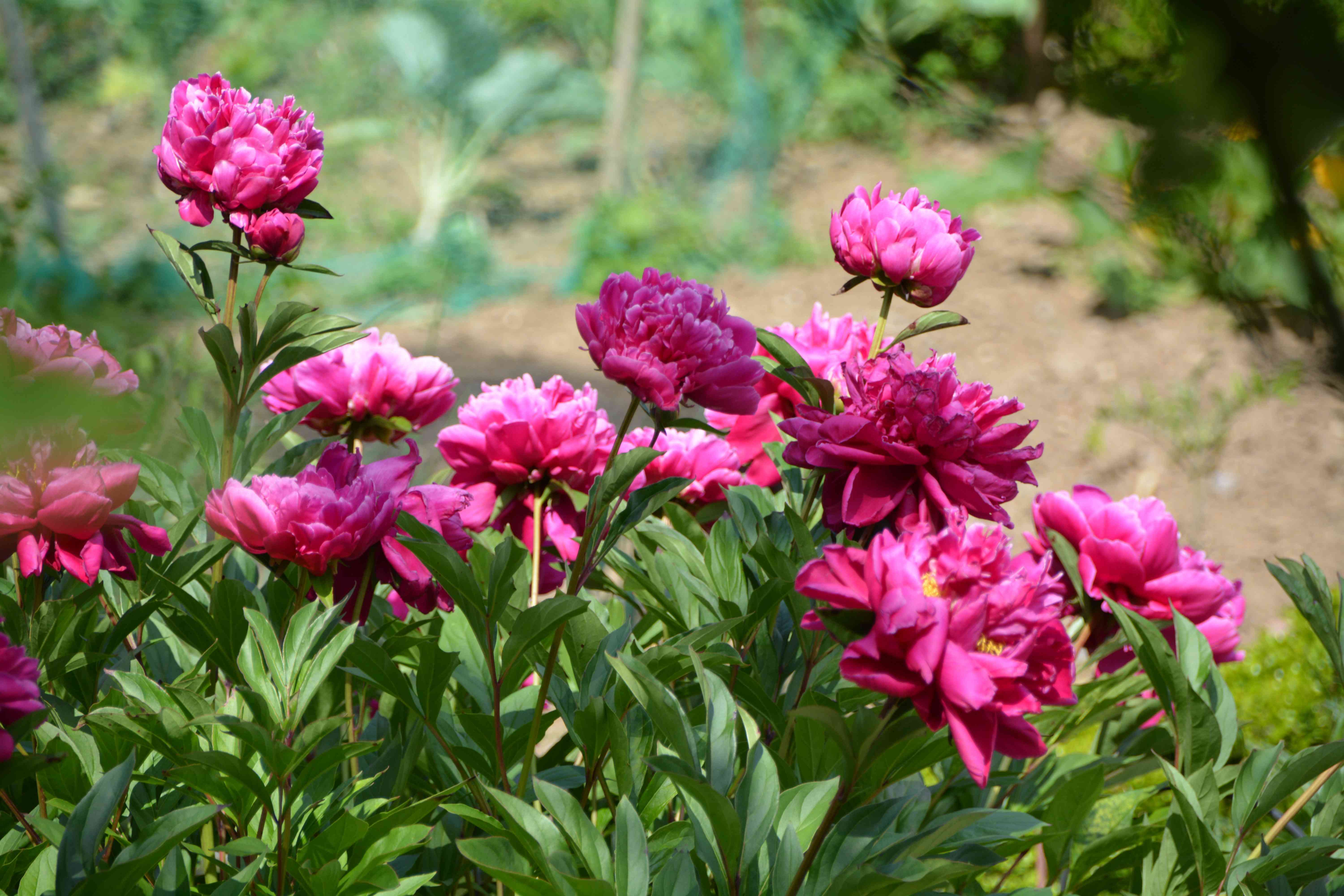 粉红色牡丹花在花园里盛开的特写