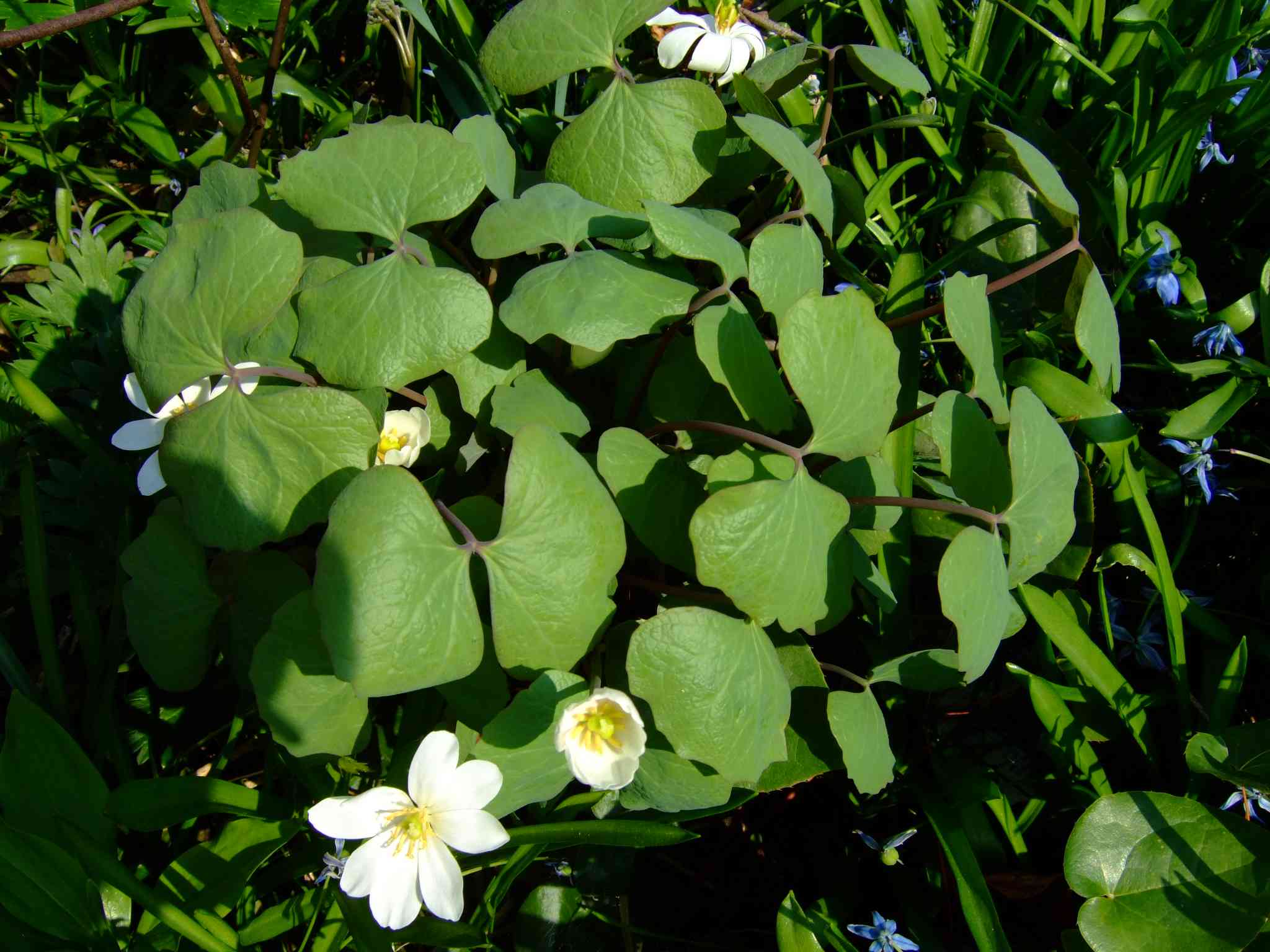 Twinleaf (Jeffersonia diphylla)