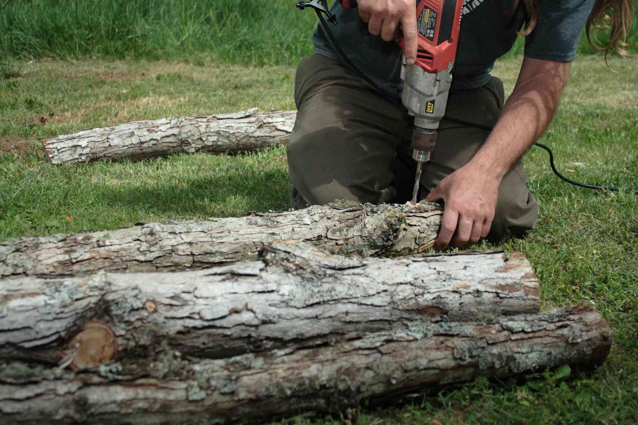 一名男子在原木上打孔，以便放入香菇。