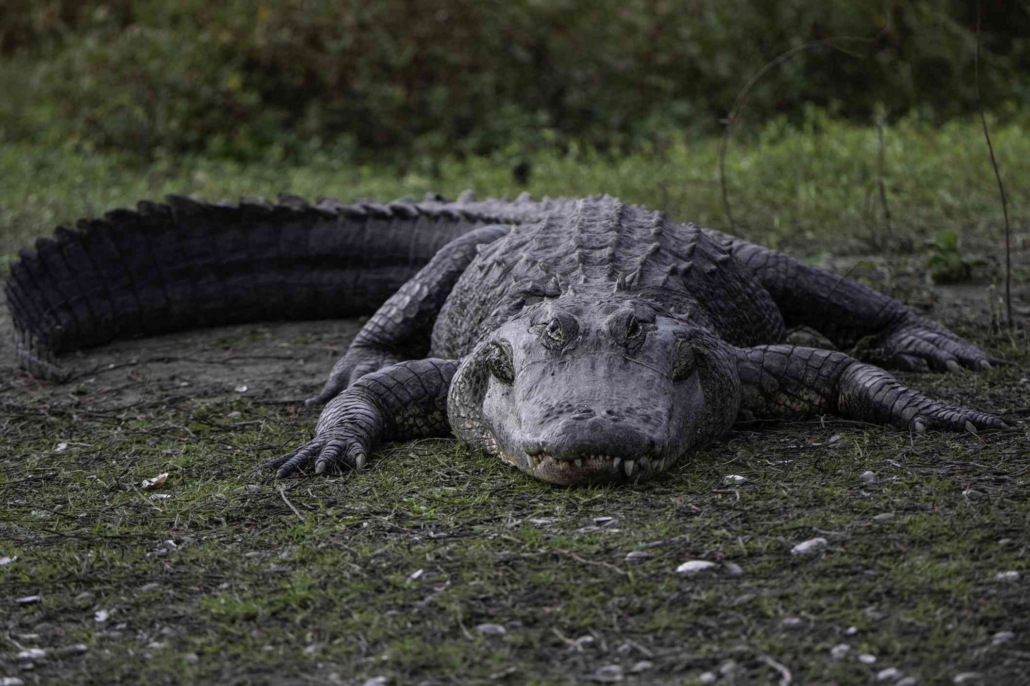 一只大鳄鱼在美国佛罗里达晒太阳。＂width=