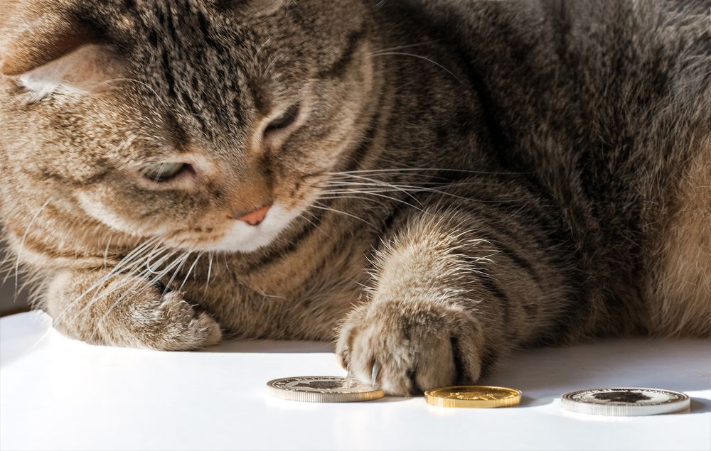 猫玩硬币