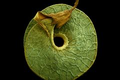 电子显微镜照片的花粉罗伯·凯塞尔种子的果实