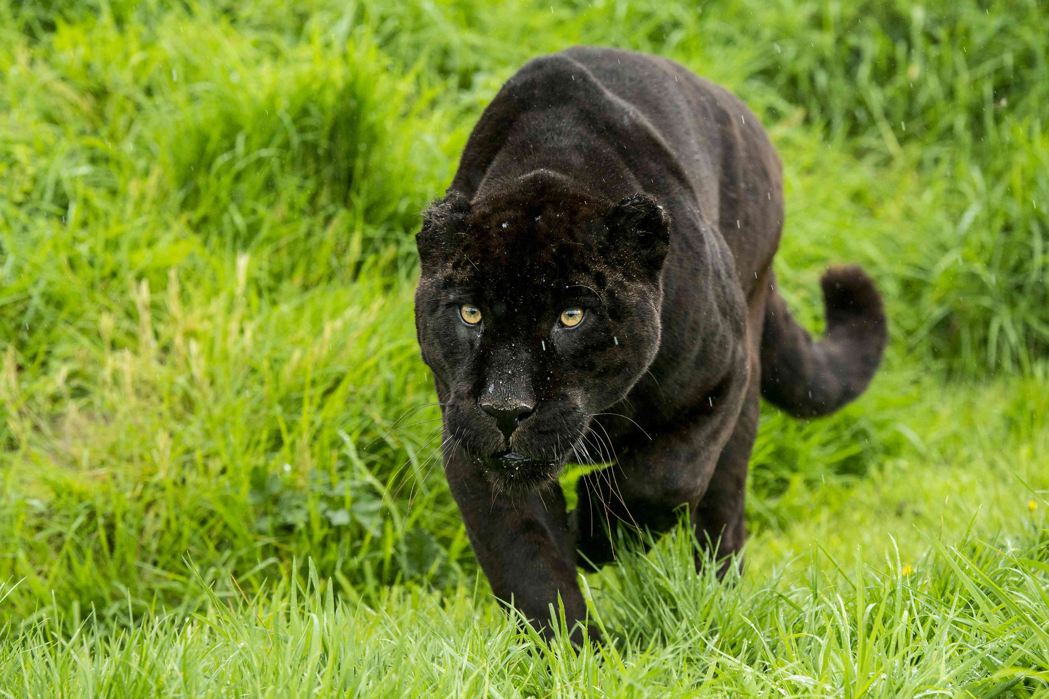 草丛中有一只黑色的黑豹
