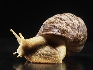巨型非洲蜗牛-Achatina Fulica