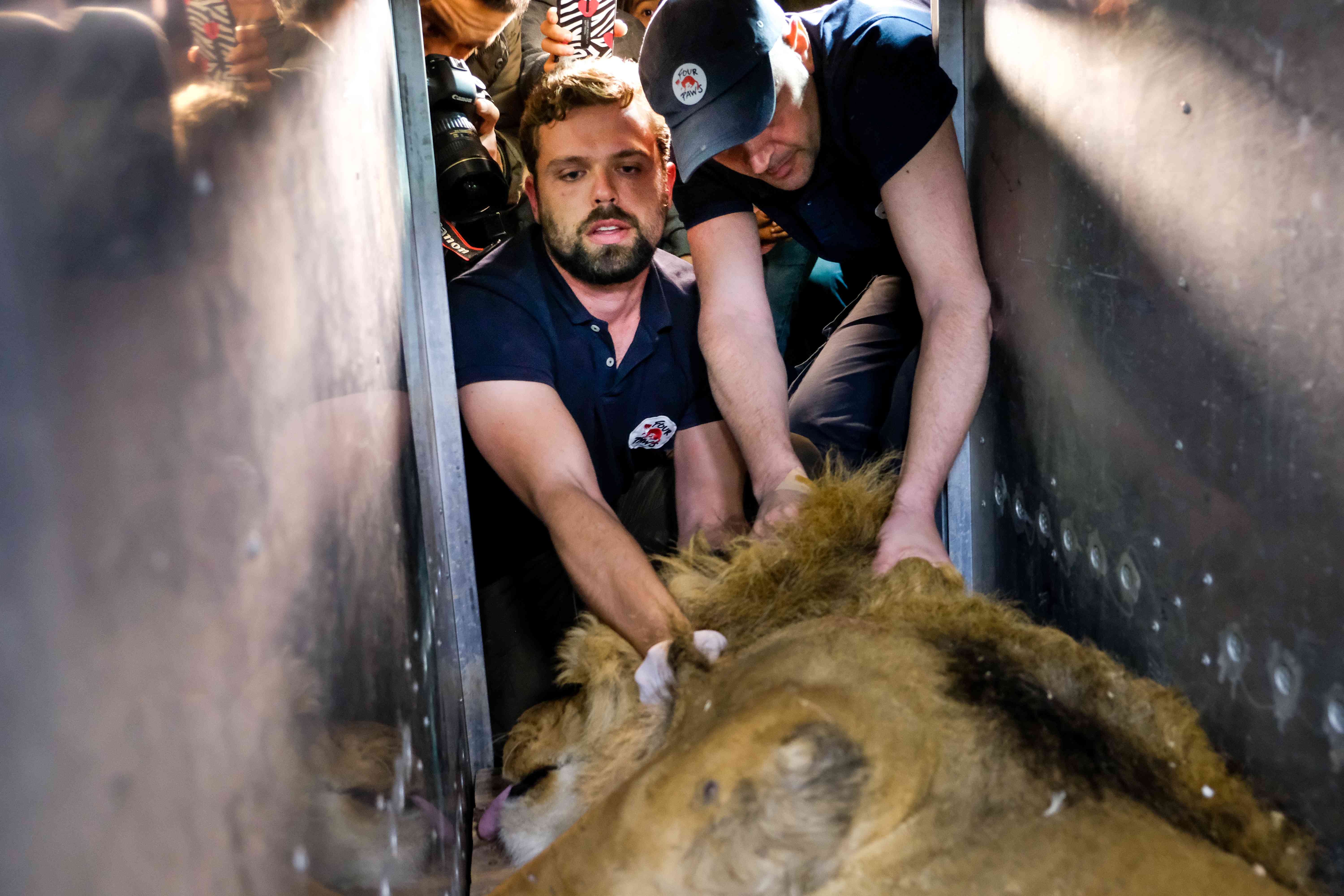 一只狮子正从运输车上被抬下来。