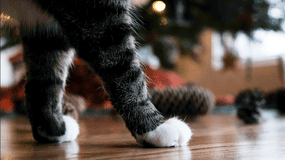 条纹猫，白色的爪子在地板上走来走去松果＂width=