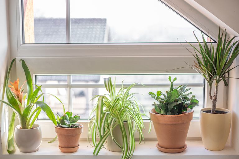 5种室内植物可以清洁窗户里的空气