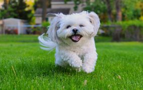 绿色草地上奔跑的白色西施犬