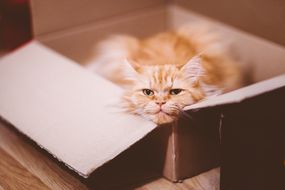 盒子里的猫“width=