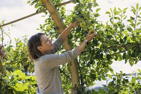 一个白人妇女从树上摘苹果。