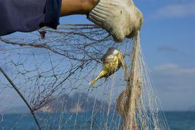 一个人举着一个带有鱼的渔网。＂width=
