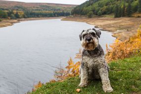 微型schnauzer坐在绿草河岸上