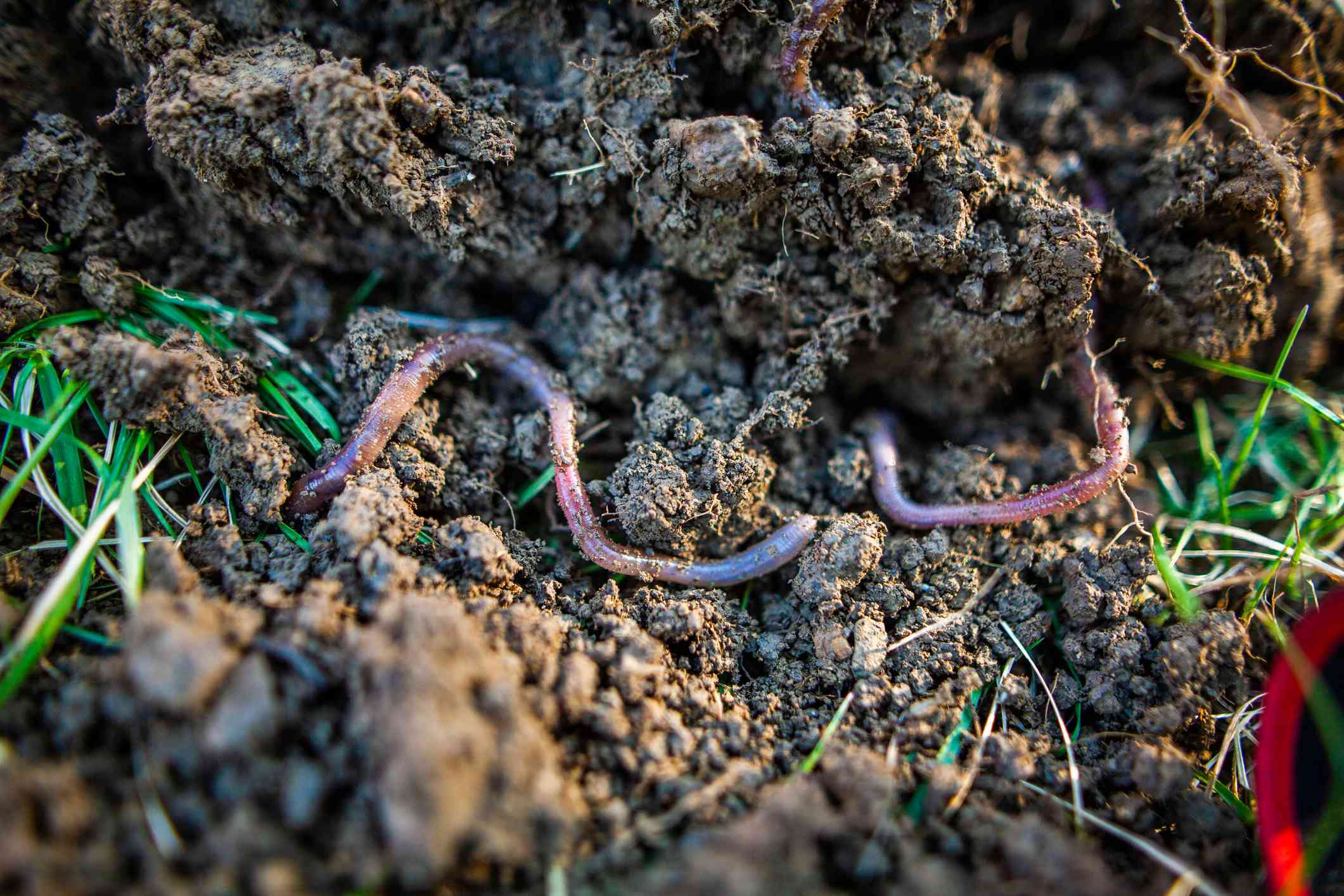 蚯蚓在土壤中