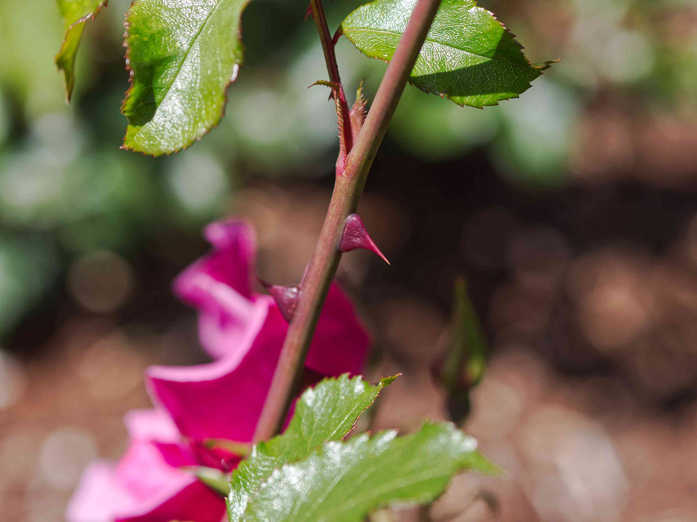 粉红色玫瑰灌木茎与节点和叶子的近视图