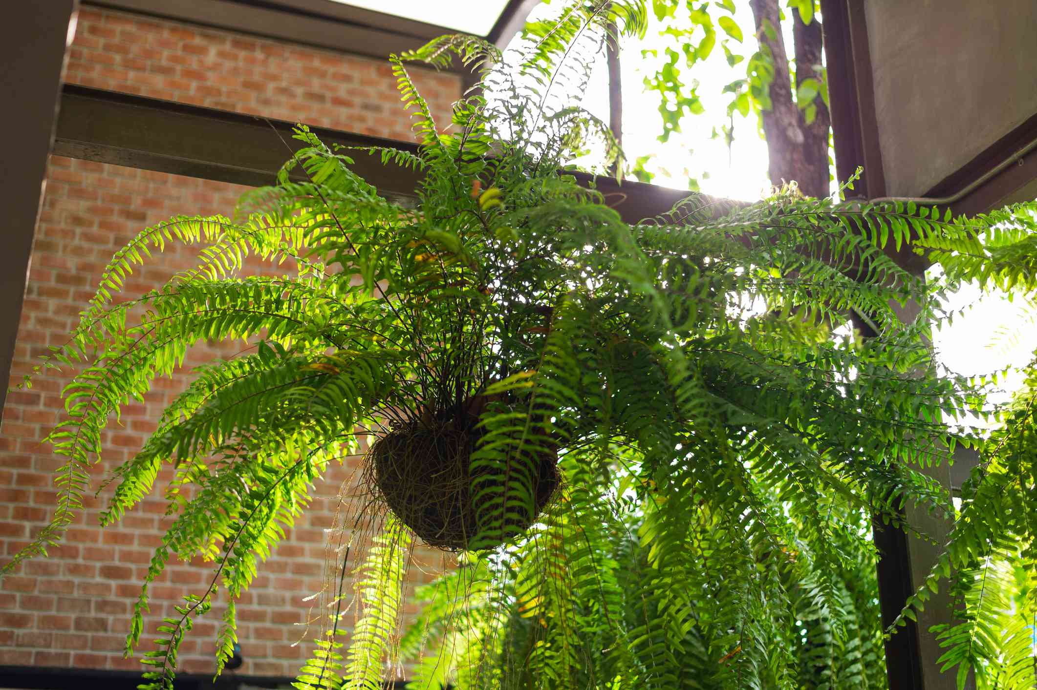 悬挂种植的波士顿蕨类植物＂width=